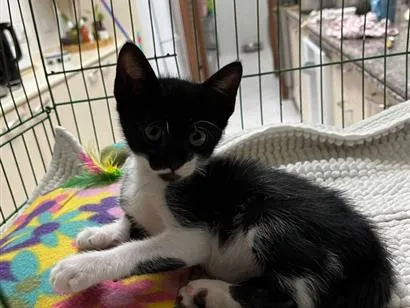 Gato raça SRD-ViraLata idade Abaixo de 2 meses nome Guri 