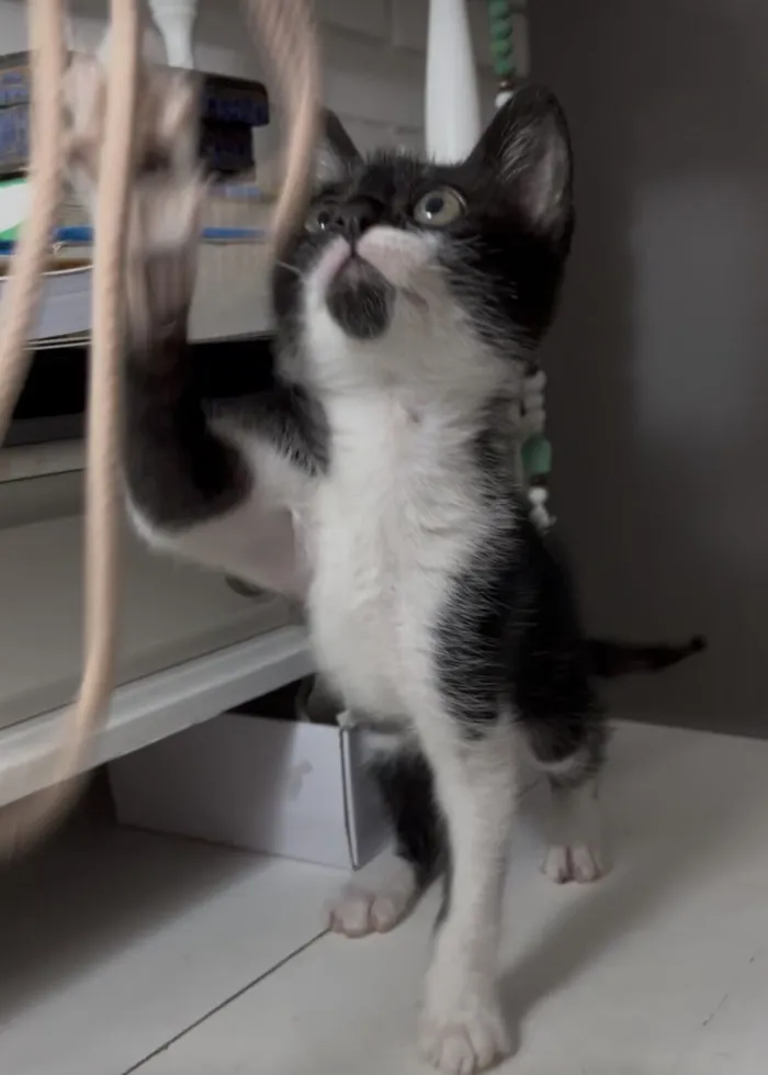 Gato raça SRD-ViraLata idade Abaixo de 2 meses nome Guri 