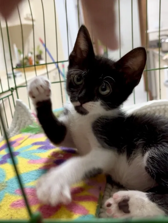 Gato raça SRD-ViraLata idade Abaixo de 2 meses nome Guri 