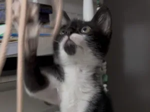 Gato raça SRD-ViraLata idade Abaixo de 2 meses nome Guri 