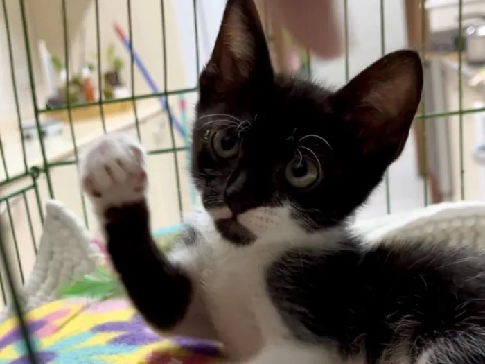 Gato raça SRD-ViraLata idade Abaixo de 2 meses nome Guri 