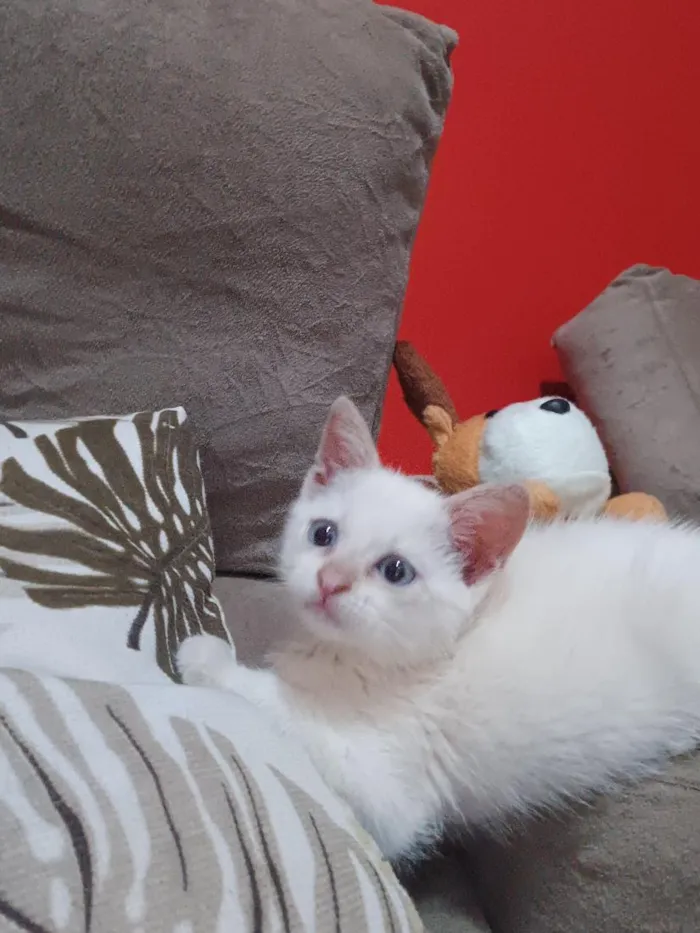 Gato raça SRD-ViraLata idade 2 a 6 meses nome Luna