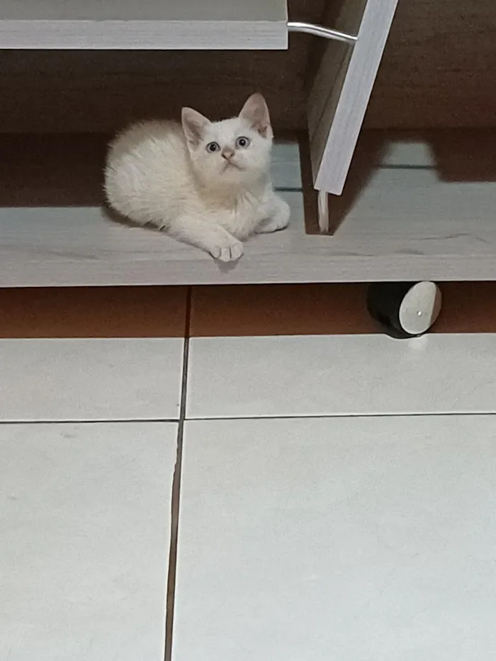 Gato raça SRD-ViraLata idade 2 a 6 meses nome Luna