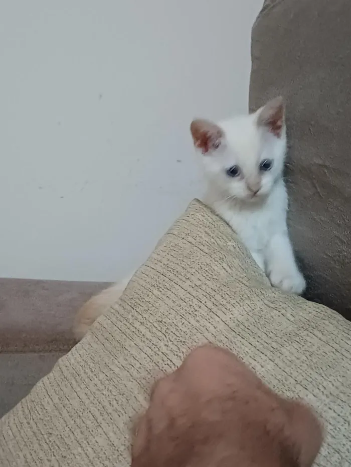 Gato raça SRD-ViraLata idade 2 a 6 meses nome Luna