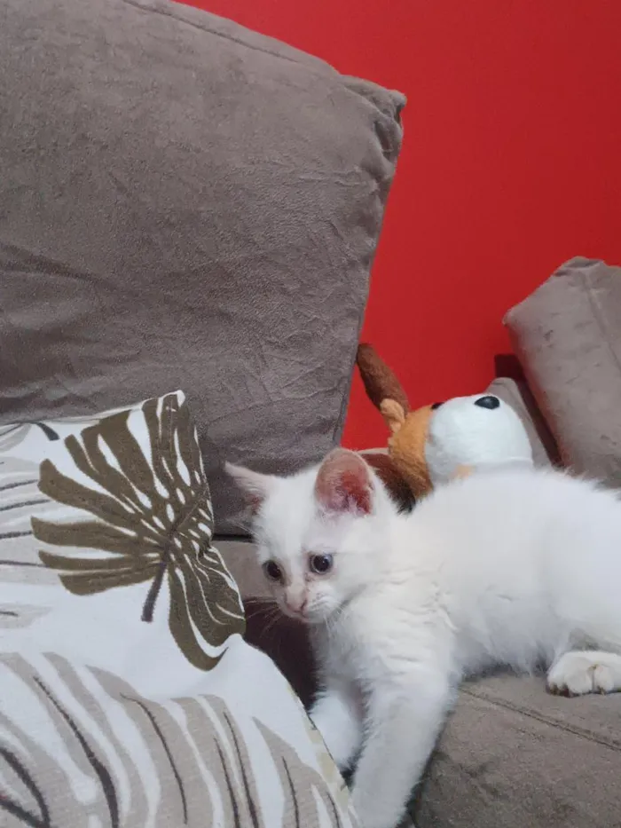 Gato raça SRD-ViraLata idade 2 a 6 meses nome Luna