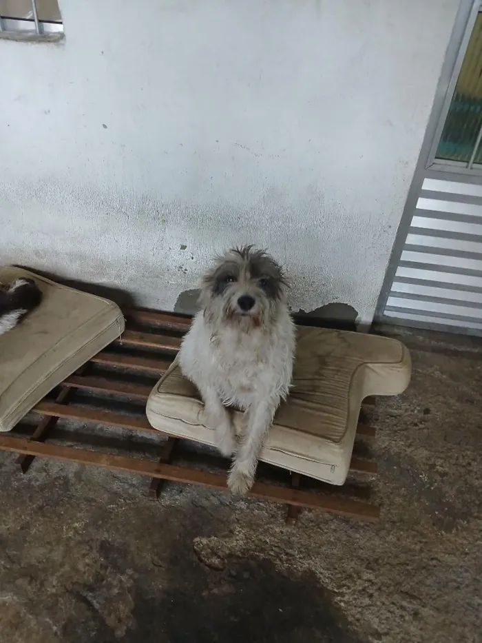 Cachorro raça SRD-ViraLata idade 2 anos nome Zuma