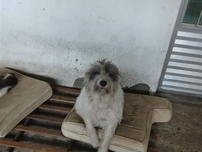Cachorro raça SRD-ViraLata idade 2 anos nome Zuma