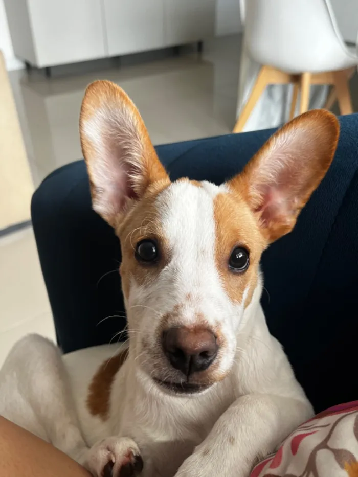 Cachorro raça SRD-ViraLata idade 7 a 11 meses nome Ottis 
