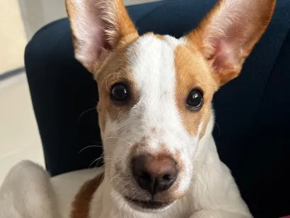 Cachorro raça SRD-ViraLata idade 7 a 11 meses nome Ottis 