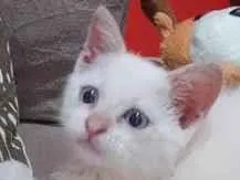 Gato raça SRD-ViraLata idade 2 a 6 meses nome Luna