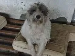 Cachorro raça SRD-ViraLata idade 2 anos nome Zuma