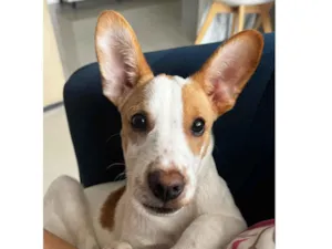Cachorro raça SRD-ViraLata idade 7 a 11 meses nome Ottis 