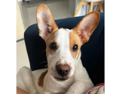 Cachorro raça SRD-ViraLata idade 7 a 11 meses nome Ottis 