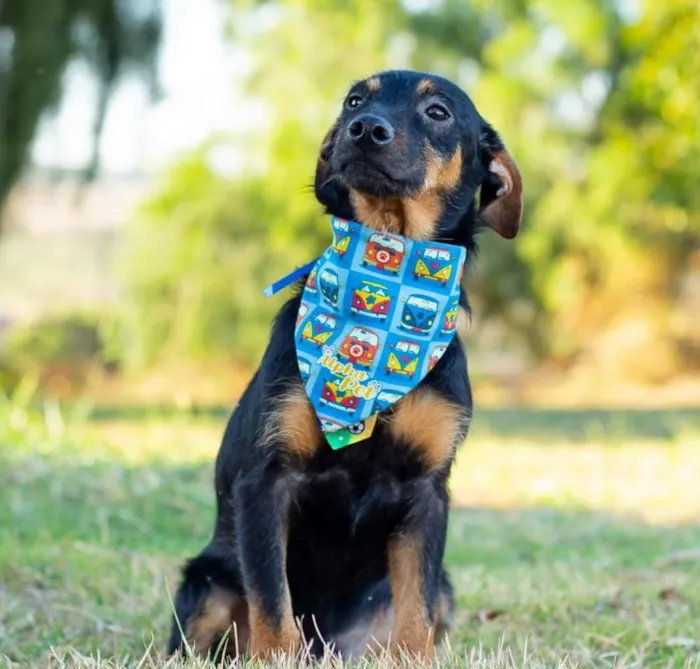 Cachorro raça SRD-ViraLata idade 2 anos nome James 