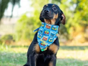 Cachorro raça SRD-ViraLata idade 2 anos nome James 