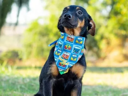 Cachorro raça SRD-ViraLata idade 2 anos nome James 