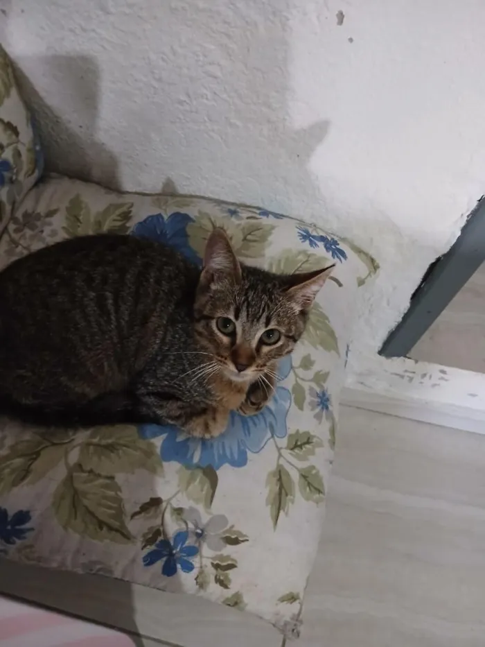 Gato raça SRD-ViraLata idade 2 a 6 meses nome Demetrios