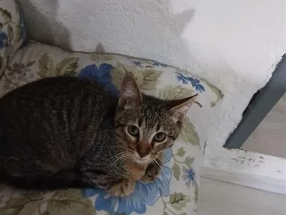 Gato raça SRD-ViraLata idade 2 a 6 meses nome Demetrios