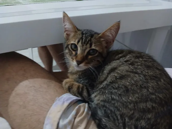 Gato raça SRD-ViraLata idade 2 a 6 meses nome Desaster