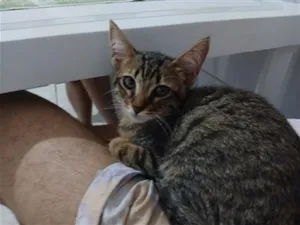 Gato raça SRD-ViraLata idade 2 a 6 meses nome Desaster