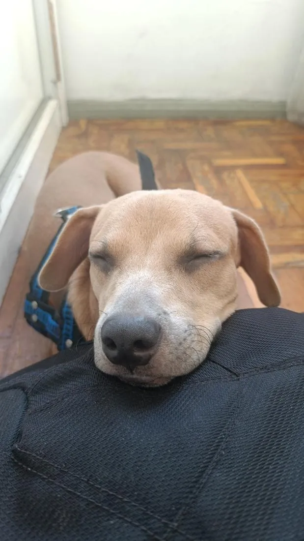 Cachorro raça SRD-ViraLata idade 1 ano nome Marley