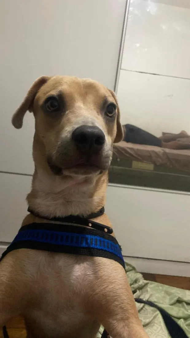 Cachorro raça SRD-ViraLata idade 1 ano nome Marley