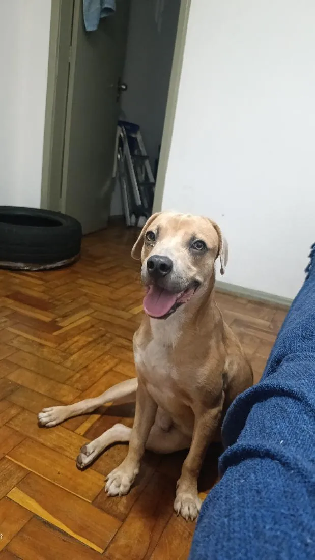 Cachorro raça SRD-ViraLata idade 1 ano nome Marley