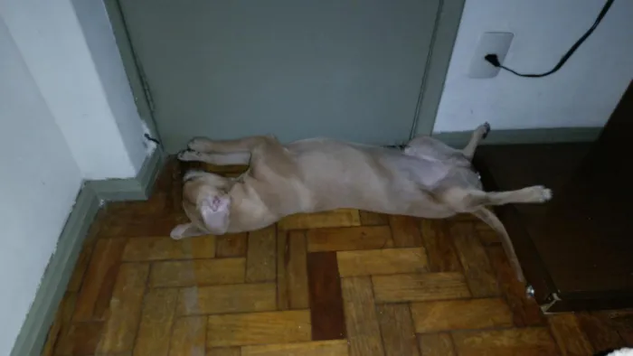 Cachorro raça SRD-ViraLata idade 1 ano nome Marley