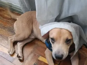 Cachorro raça SRD-ViraLata idade 1 ano nome Marley