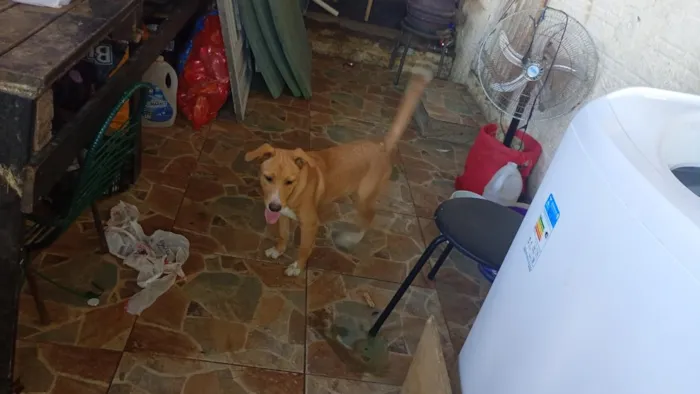 Cachorro raça SRD-ViraLata idade 2 a 6 meses nome caramelo 