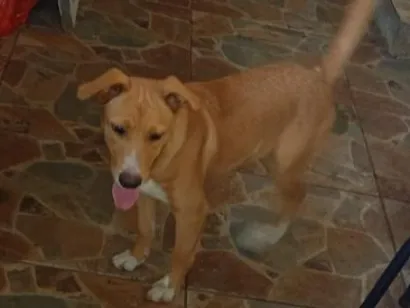 Cachorro raça SRD-ViraLata idade 2 a 6 meses nome caramelo 
