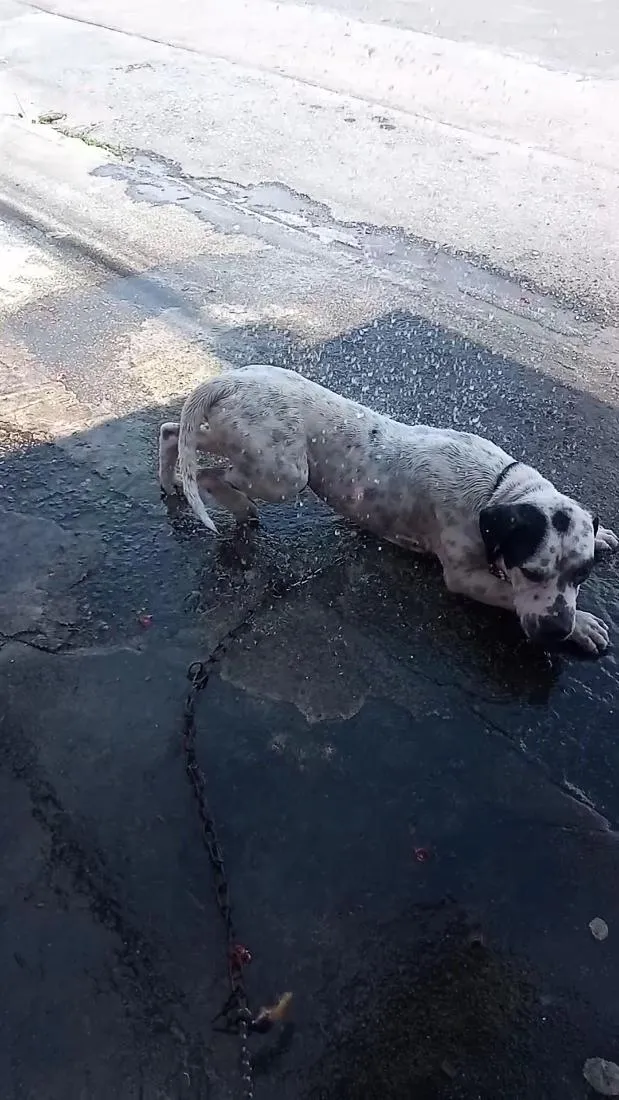 Cachorro raça Pit-Bull idade 7 a 11 meses nome luk