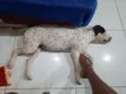 luk