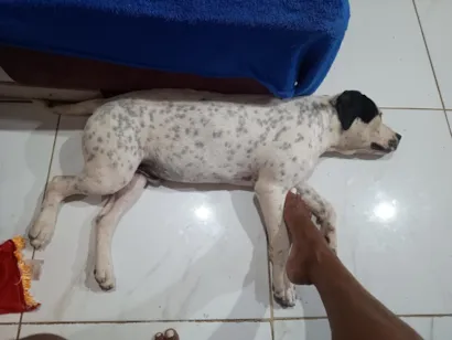 Cachorro raça Pit-Bull idade 7 a 11 meses nome luk