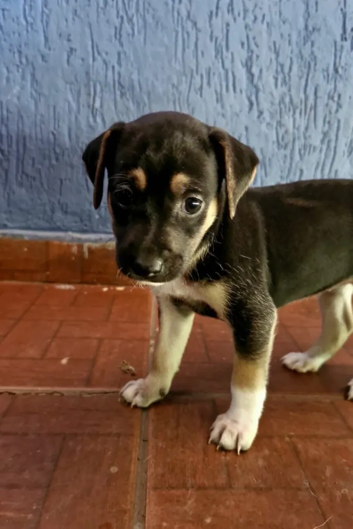 Cachorro raça SRD-ViraLata idade Abaixo de 2 meses nome Sem nome