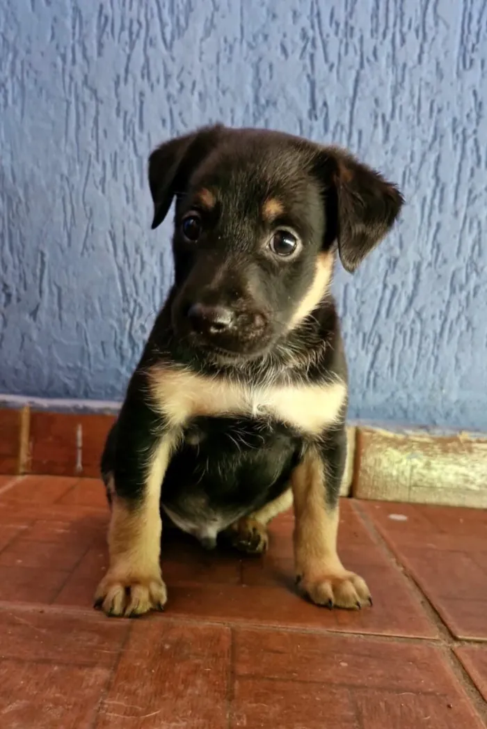 Cachorro raça SRD-ViraLata idade Abaixo de 2 meses nome Sem nome