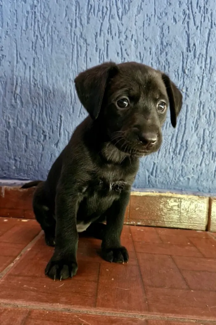 Cachorro raça SRD-ViraLata idade Abaixo de 2 meses nome Sem nome