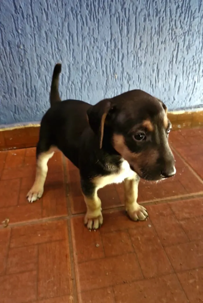 Cachorro raça SRD-ViraLata idade Abaixo de 2 meses nome Sem nome