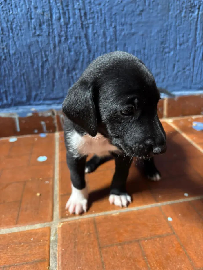 Cachorro raça SRD-ViraLata idade Abaixo de 2 meses nome Sem nome