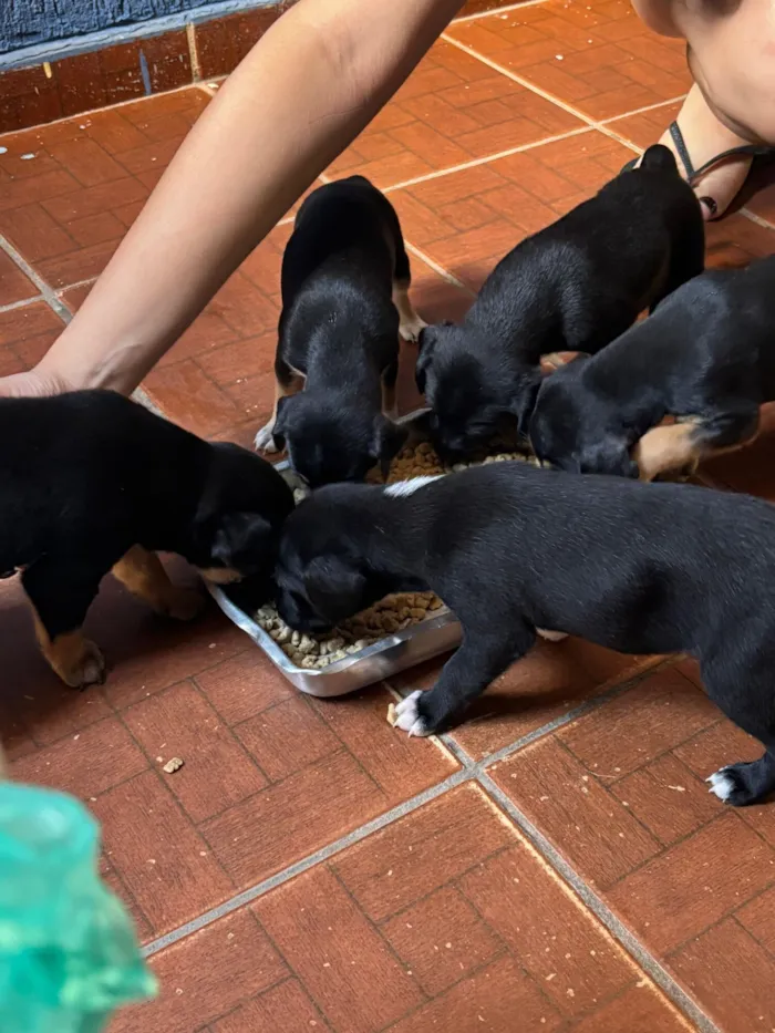 Cachorro raça SRD-ViraLata idade Abaixo de 2 meses nome Sem nome