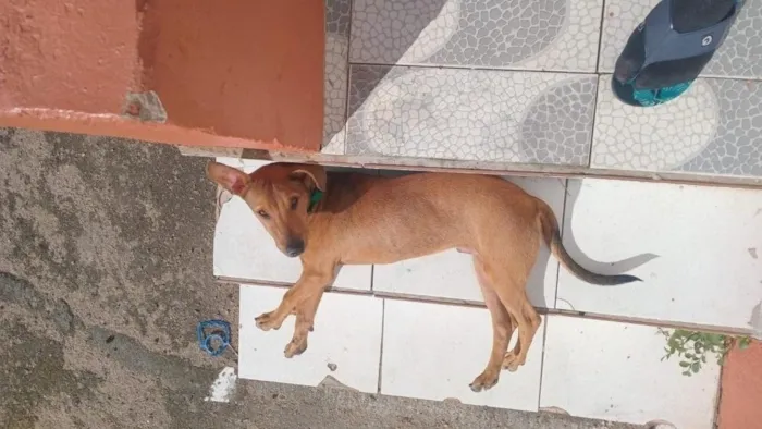 Cachorro raça SRD-ViraLata idade 2 a 6 meses nome Caramelo
