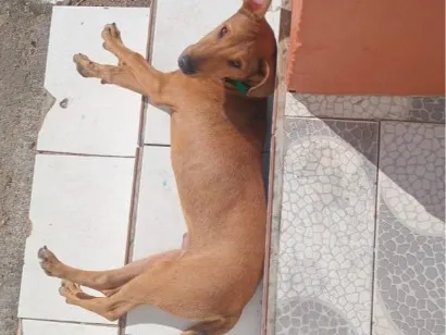 Cachorro raça SRD-ViraLata idade 2 a 6 meses nome Caramelo