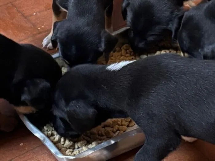 Cachorro raça SRD-ViraLata idade Abaixo de 2 meses nome Sem nome