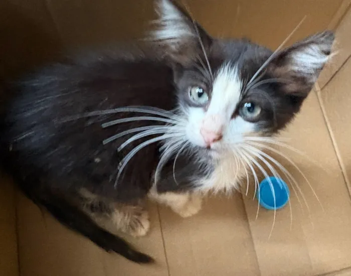 Gato raça SRD-ViraLata idade Abaixo de 2 meses nome Gatinho