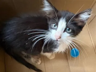 Gato raça SRD-ViraLata idade Abaixo de 2 meses nome Gatinho