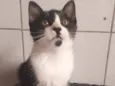 gatinhos 