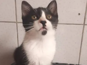 Gato raça SRD-ViraLata idade Abaixo de 2 meses nome gatinhos 