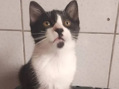 Gato raça SRD-ViraLata idade Abaixo de 2 meses nome gatinhos 