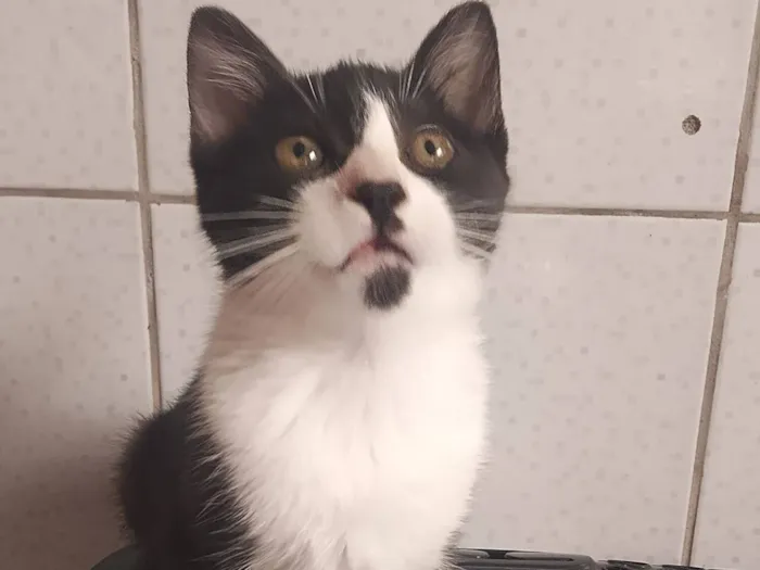 Gato raça SRD-ViraLata idade 2 a 6 meses nome gatinhos 