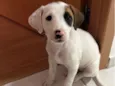 Arya 